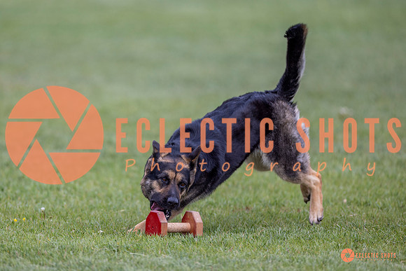 2025-K9Force-MayExams-6403