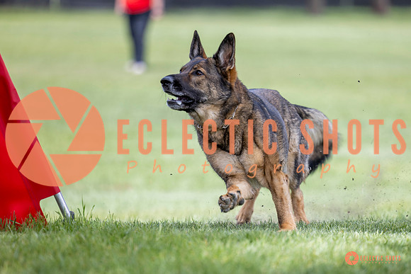 2025-K9Force-MayExams-6294