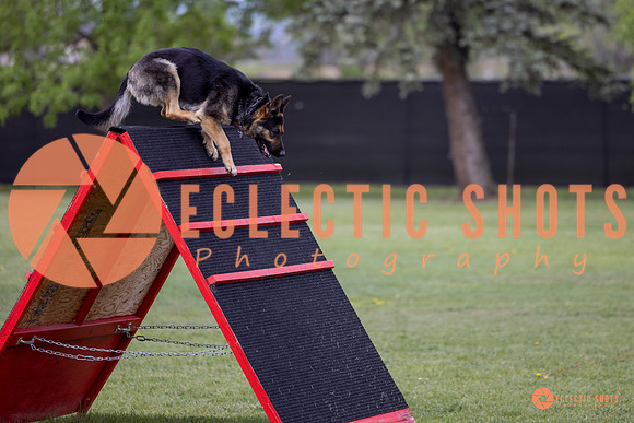 2025-K9Force-MayExams-5762