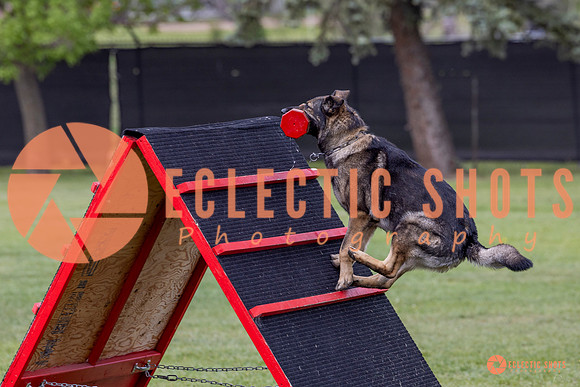 2025-K9Force-MayExams-5935