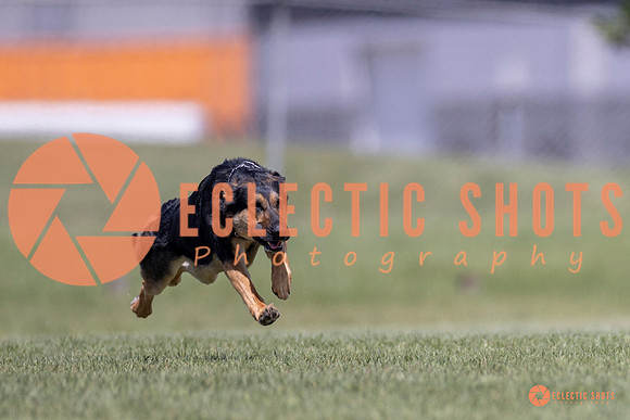 2025-K9Force-MayExams-8058