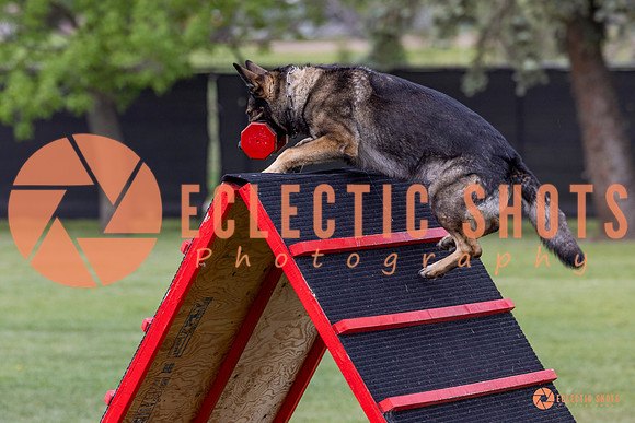 2025-K9Force-MayExams-5940