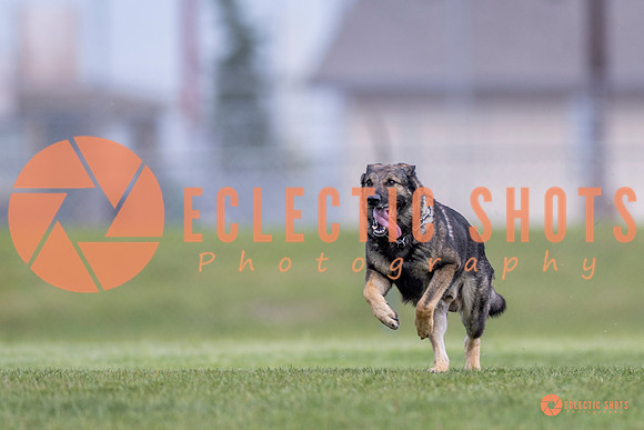 2025-K9Force-MayExams-6565