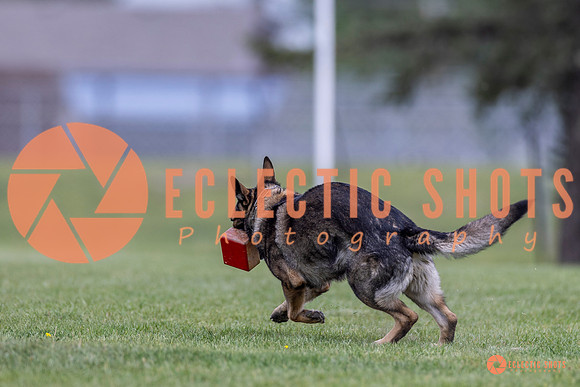 2025-K9Force-MayExams-6612