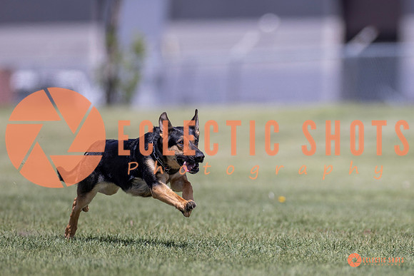 2025-K9Force-MayExams-8074