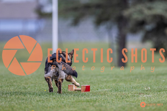 2025-K9Force-MayExams-6594