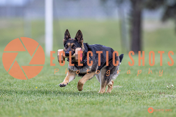 2025-K9Force-MayExams-6332