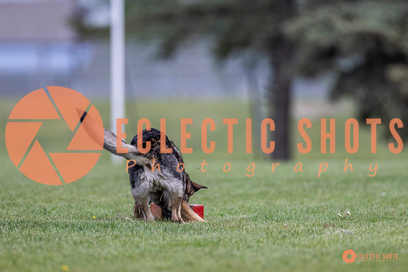 2025-K9Force-MayExams-6597