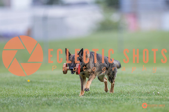 2025-K9Force-MayExams-6124