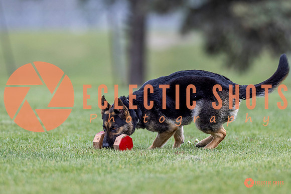 2025-K9Force-MayExams-6325