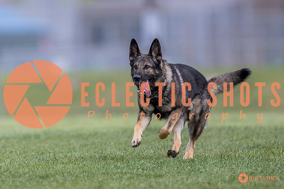 2025-K9Force-MayExams-6580