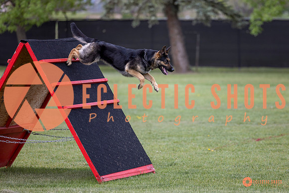 2025-K9Force-MayExams-5768