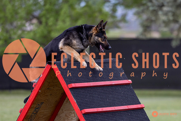 2025-K9Force-MayExams-5758