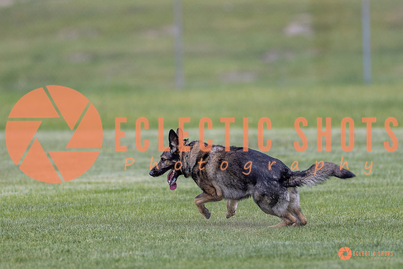 2025-K9Force-MayExams-6654