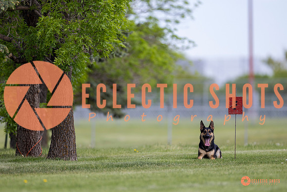 2025-K9Force-MayExams-7314