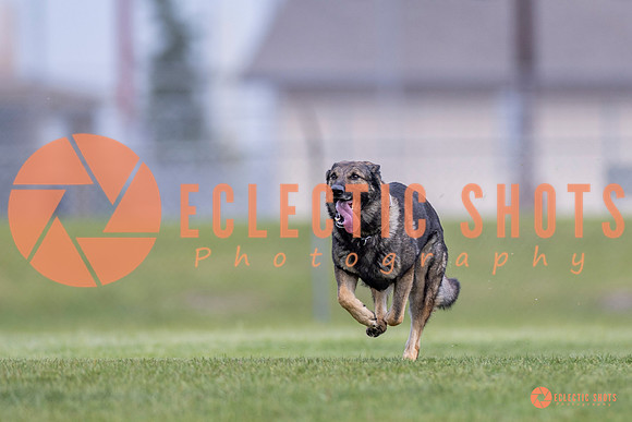 2025-K9Force-MayExams-6564