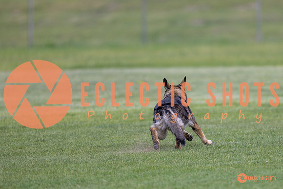2025-K9Force-MayExams-6639