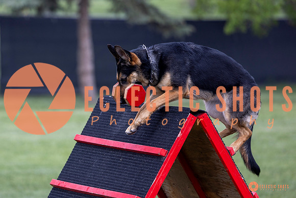 2025-K9Force-MayExams-6247