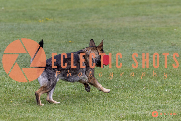 2025-K9Force-MayExams-5875