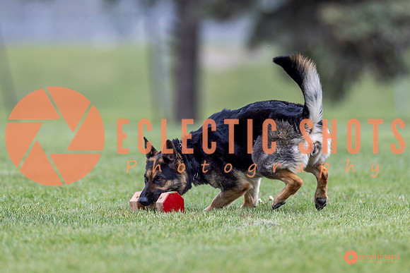 2025-K9Force-MayExams-6323