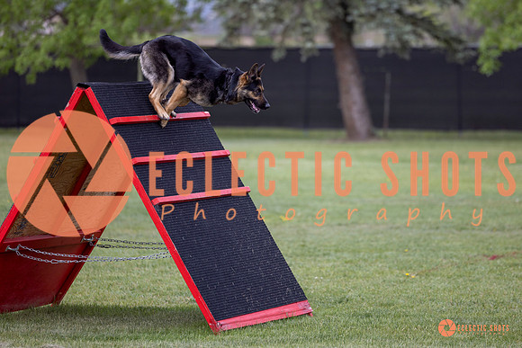 2025-K9Force-MayExams-5765