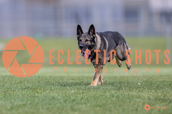 2025-K9Force-MayExams-6572