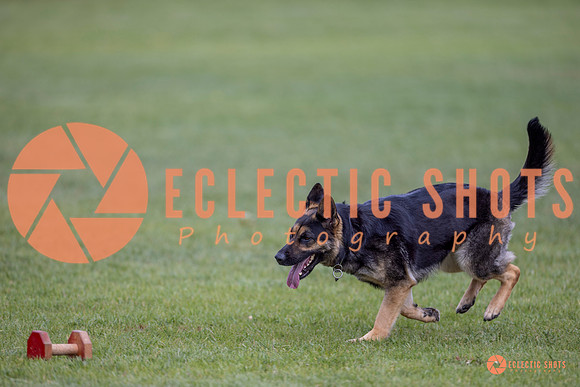 2025-K9Force-MayExams-6396