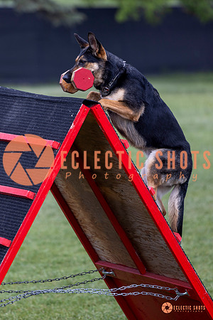 2025-K9Force-MayExams-6243