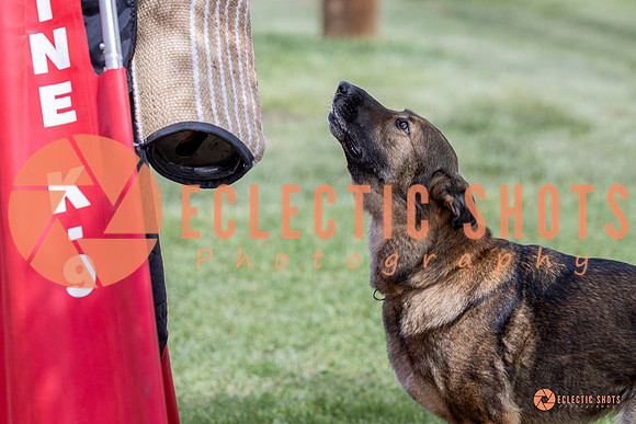 2025-K9Force-MayExams-6367
