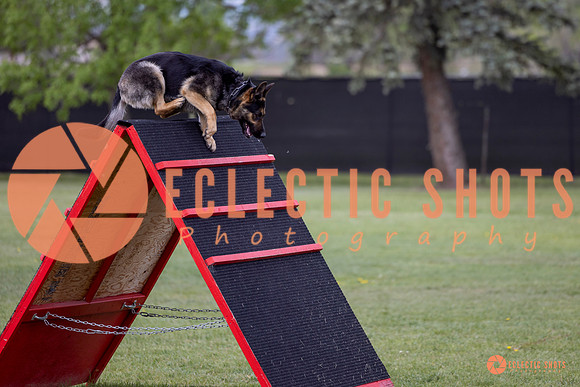 2025-K9Force-MayExams-5761