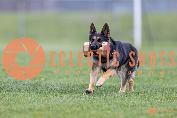 2025-K9Force-MayExams-6341