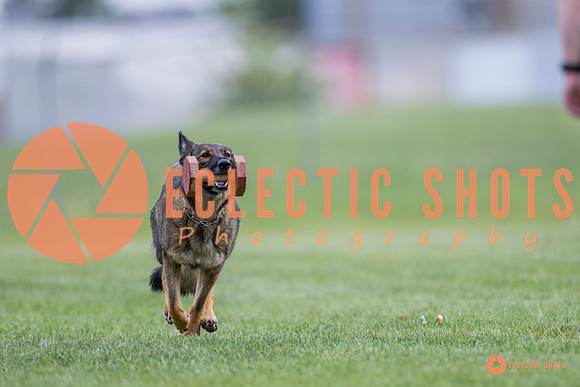 2025-K9Force-MayExams-6128