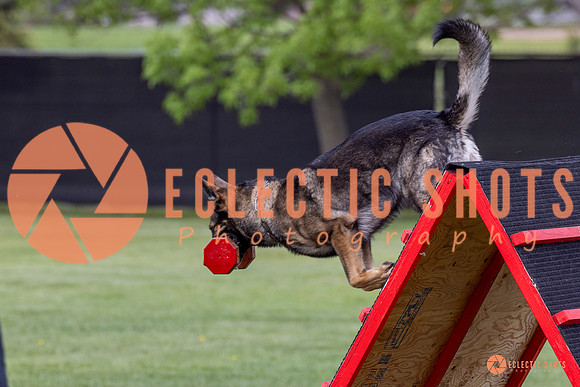 2025-K9Force-MayExams-5948