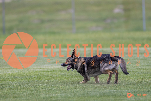 2025-K9Force-MayExams-6656