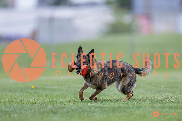 2025-K9Force-MayExams-6121