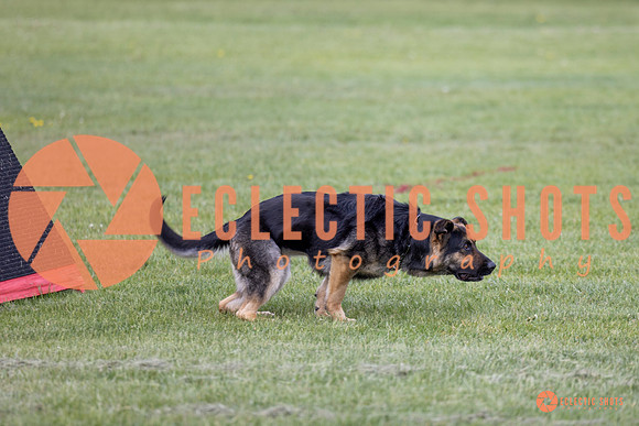 2025-K9Force-MayExams-5775