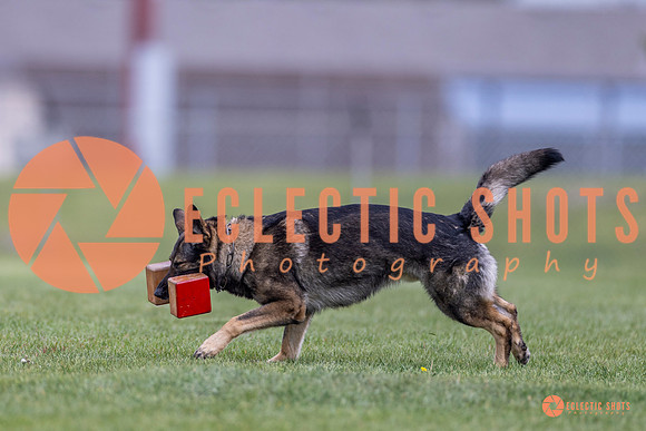 2025-K9Force-MayExams-6623