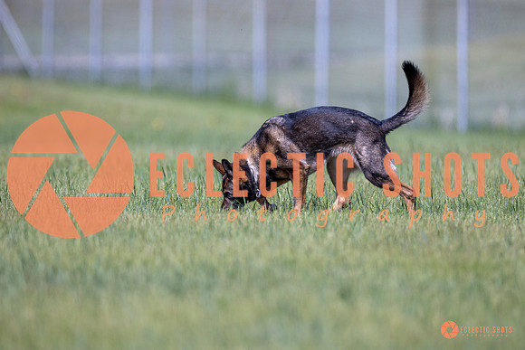 2025-K9Force-MayExams-Kaia-8446
