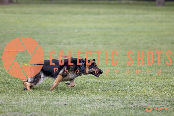 2025-K9Force-MayExams-5776