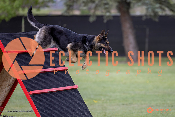2025-K9Force-MayExams-5767