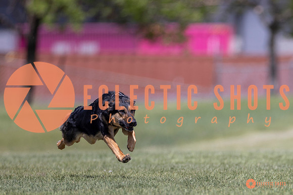 2025-K9Force-MayExams-8071