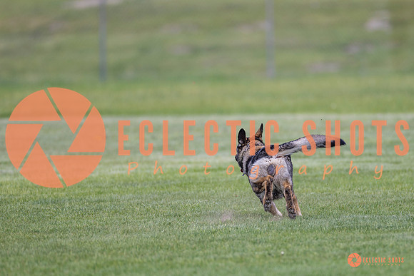 2025-K9Force-MayExams-6644