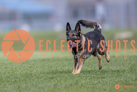 2025-K9Force-MayExams-6583