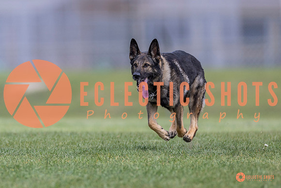 2025-K9Force-MayExams-6574