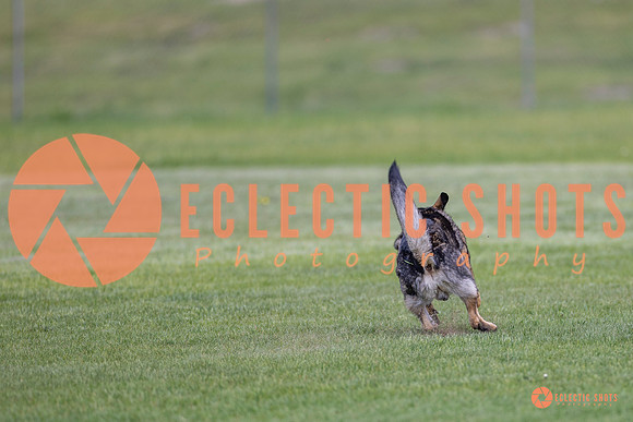 2025-K9Force-MayExams-6642