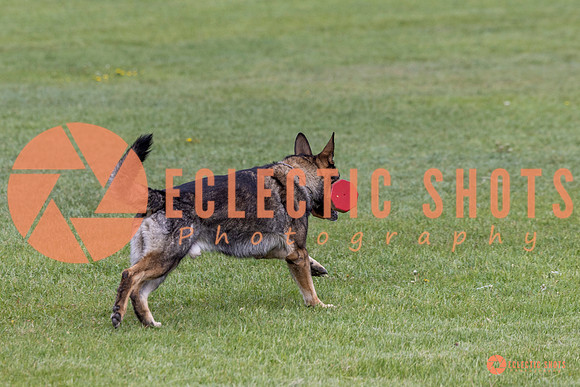 2025-K9Force-MayExams-5876
