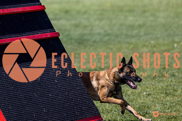2025-K9Force-MayExams-7335
