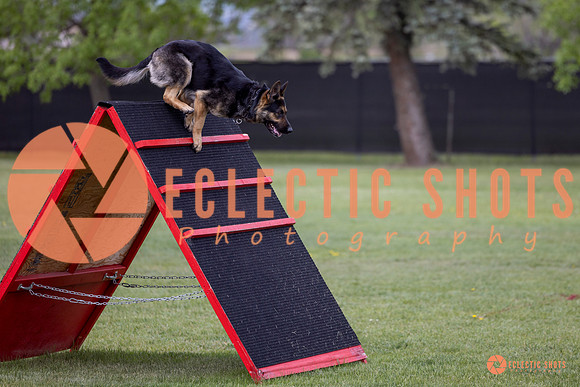 2025-K9Force-MayExams-5764