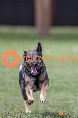 2025-K9Force-MayExams-7735