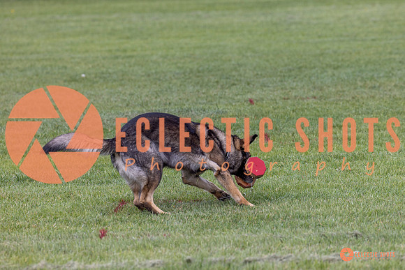 2025-K9Force-MayExams-5929